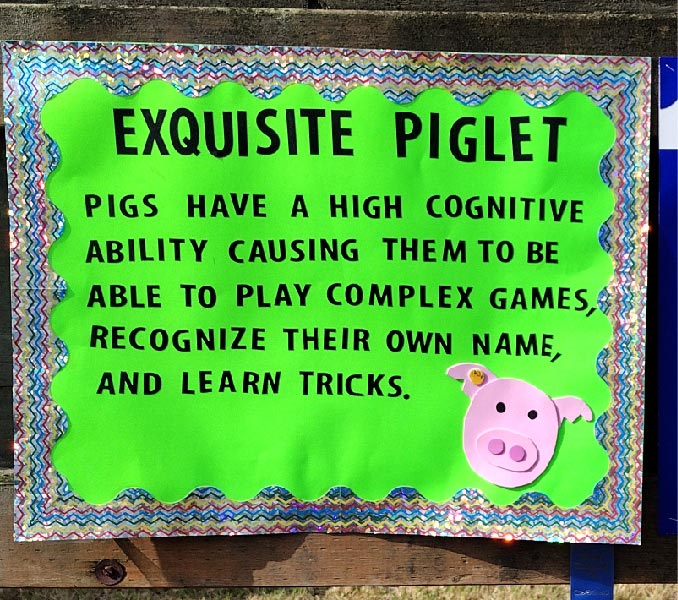 an exquisite piglet poster