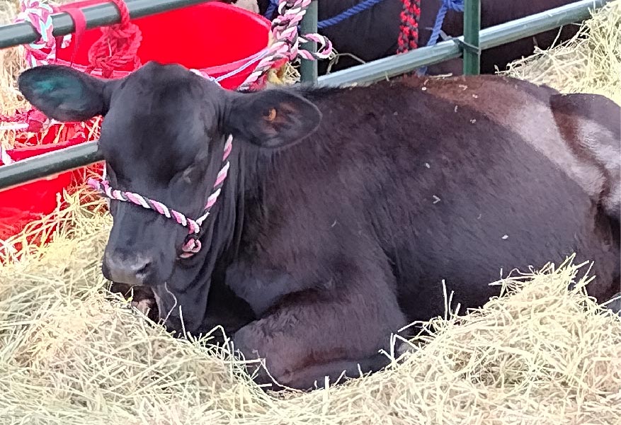 a black cow laying down